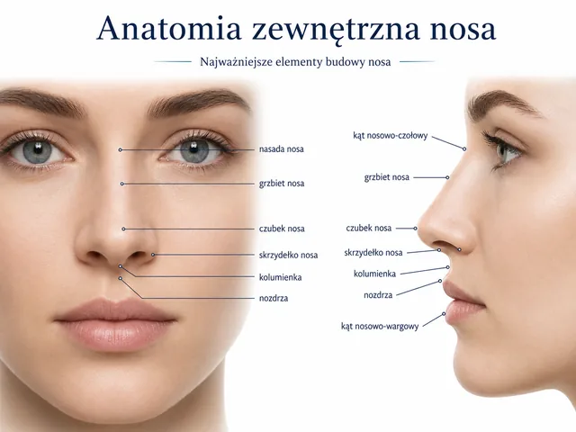 Plansza medyczna: anatomia zewnętrzna nosa z opisem nasady, grzbietu, czubka, skrzydełek, kolumienki i nozdrzy.