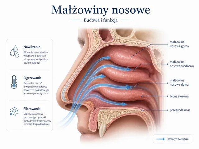 Plansza medyczna: małżowiny nosowe, błona śluzowa i tor przepływu powietrza.